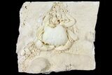 Fossil Crab (Potamon) Preserved in Travertine - Turkey #121382-4